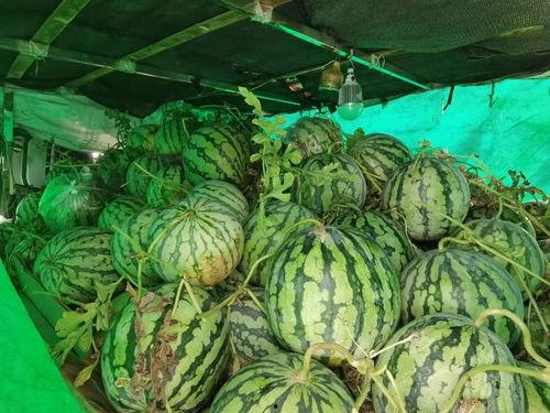 吃瓜合集免费,揭秘娱乐圈幕后故事，免费畅享娱乐盛宴  第3张